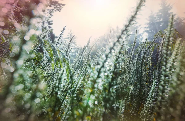 朝の牧草地で草を濡らし — ストック写真