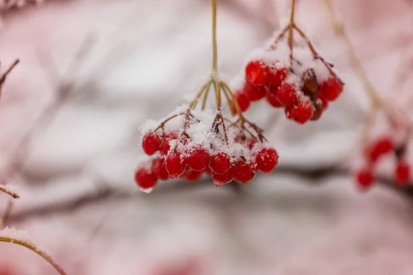 Rote Gefrorene Beeren Viburnum Der Wintersaison — Stockfoto