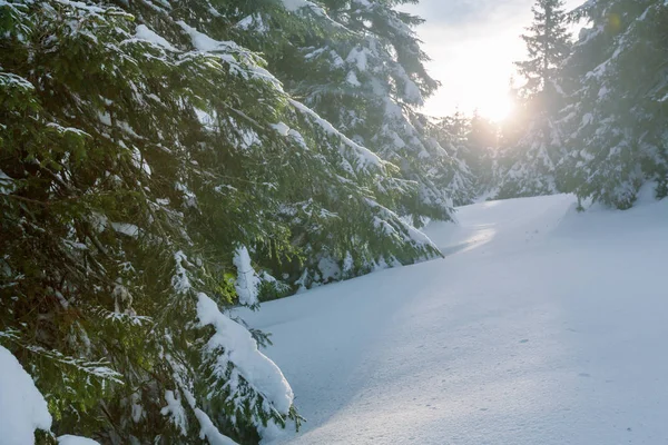 Bosque Cubierto Nieve Escénica Temporada Invierno Bueno Para Fondo Navidad — Foto de Stock