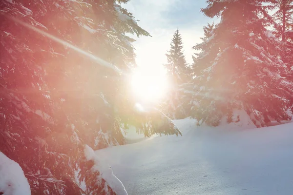 Bosque Cubierto Nieve Escénica Temporada Invierno Bueno Para Fondo Navidad — Foto de Stock