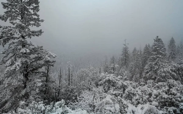 Forêt Couverte Neige Hiver Bon Pour Fond Noël — Photo