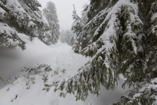 Floresta Coberta Neve Cênica Temporada Inverno Bom Para Fundo Natal — Fotografia de Stock