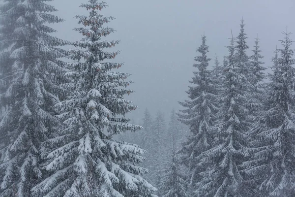 冬季的风景雪地森林 圣诞节背景不错 — 图库照片