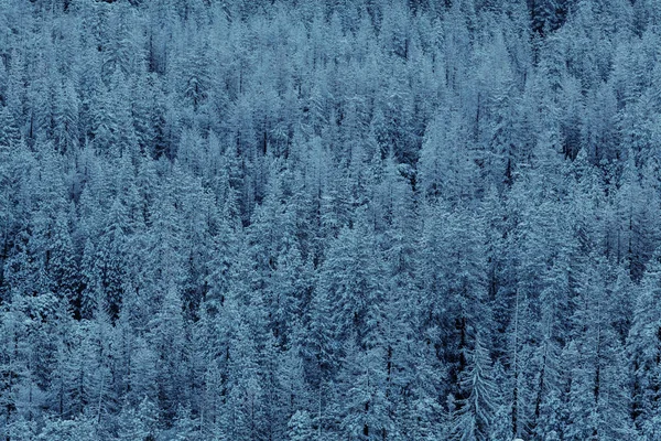 Forêt Couverte Neige Hiver Bon Pour Fond Noël — Photo