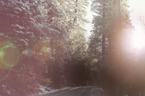 Forêt Couverte Neige Hiver Bon Pour Fond Noël — Photo