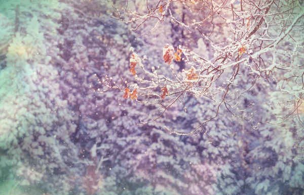 Заснеженные Деревья Зимнем Лесу — стоковое фото