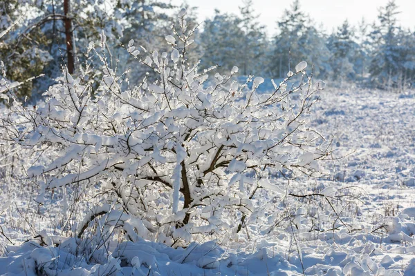 冬天森林里被雪覆盖的树木 — 图库照片