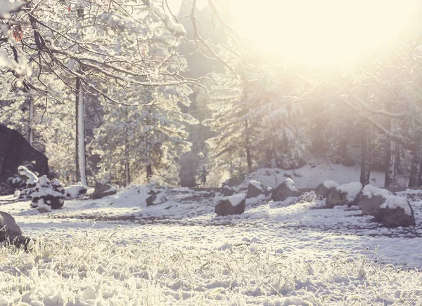 Lumen Peittämät Puut Talvimetsässä — kuvapankkivalokuva