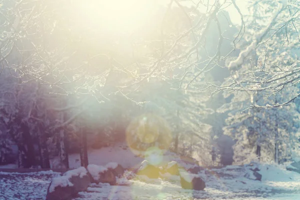 Arbres Couverts Neige Dans Forêt Hiver — Photo