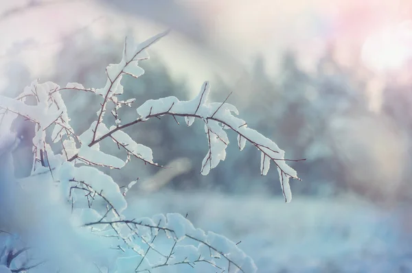 Snötäckta Träd Vinterskogen — Stockfoto