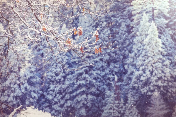 Pokryte Śniegiem Drzewa Zimowym Lesie — Zdjęcie stockowe
