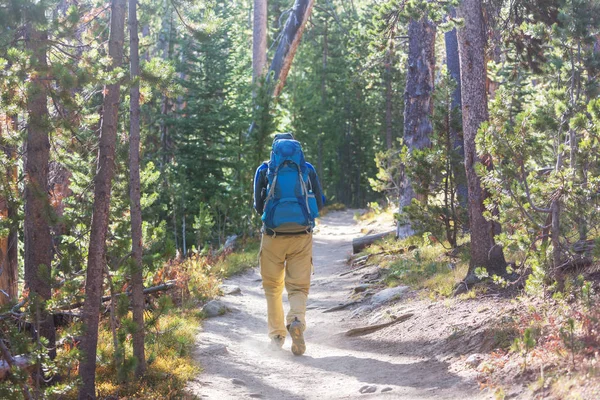 Mann Wandert Auf Wanderweg Wald — Stockfoto