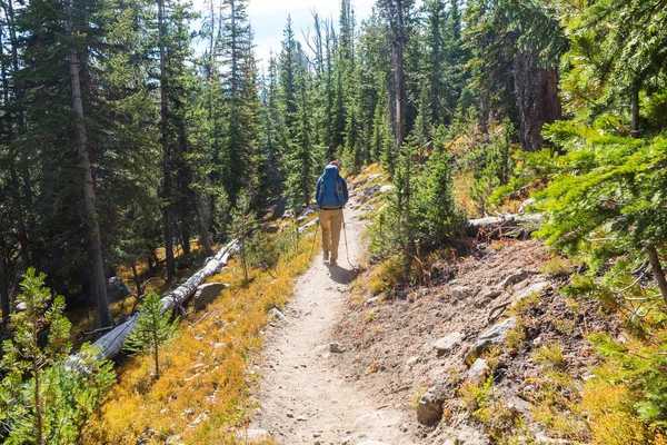 Mann Wandert Auf Wanderweg Wald — Stockfoto