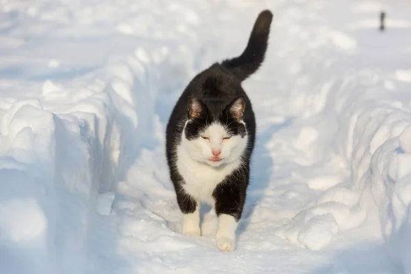 Cat Out Snow Winter Season — Stock Photo, Image