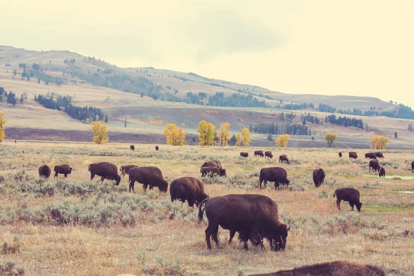 Bisonte Yellowstone Vista Panorámica Naturaleza —  Fotos de Stock