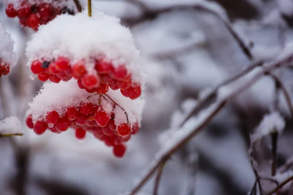 Červená Zmrazené Bobule Kalina Zimní Sezóně — Stock fotografie