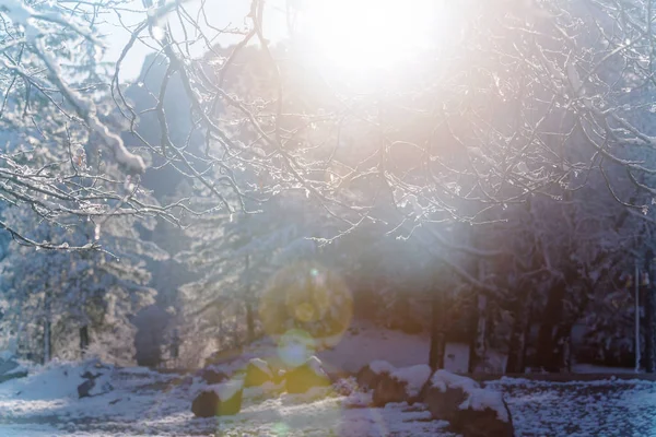 Besneeuwde Bomen Het Winterbos — Stockfoto