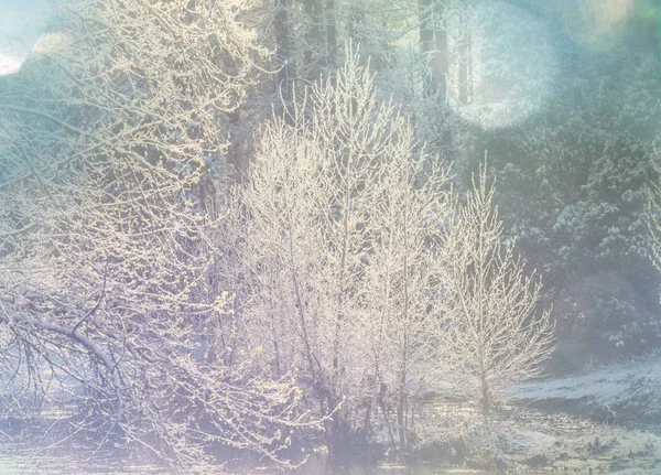 Snow Covered Trees Winter Forest — Stock Photo, Image