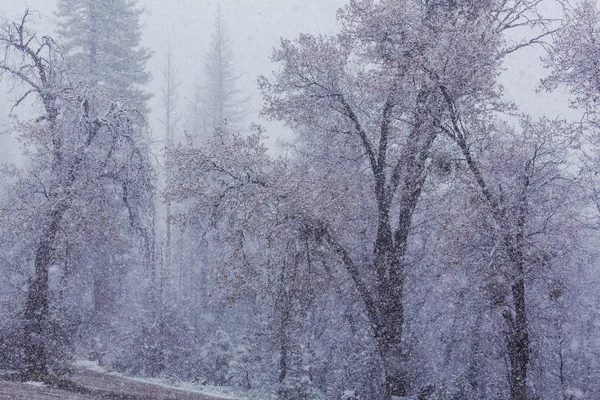 Blizzard Enneigé Dans Forêt — Photo