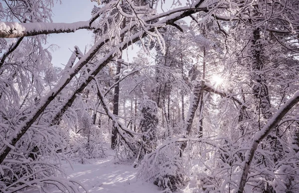 冬の絵になる雪に覆われた森 — ストック写真