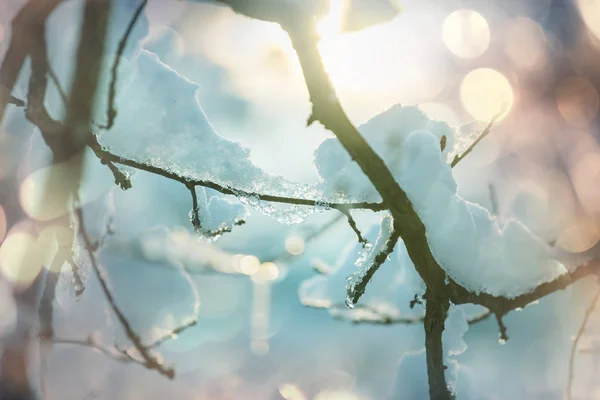 Malerischer Schneebedeckter Wald Winter — Stockfoto
