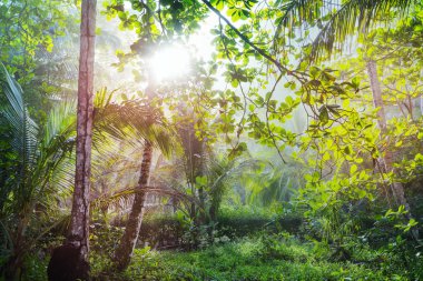 Orta Amerika, Kosta Rika 'da Sisli Yağmur Ormanları