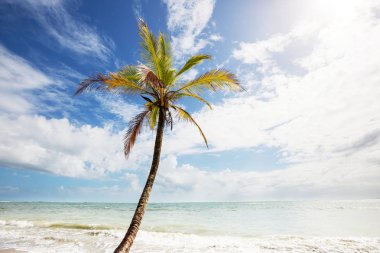 Tropikal plajda huzur