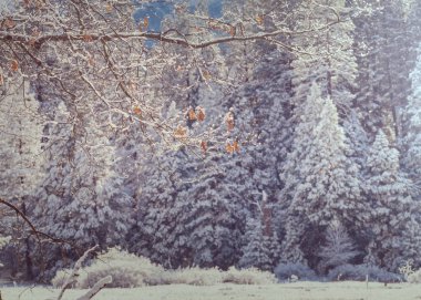 Kış mevsiminde karla kaplı orman manzarası. Noel arkaplanı için iyi.