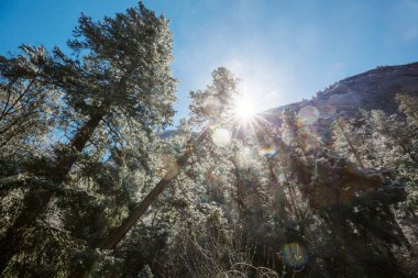 Yosemite Ulusal Parkı, Kaliforniya, ABD 'de kış mevsimi