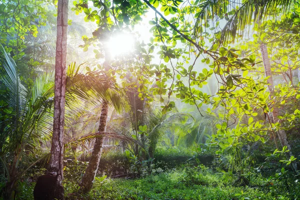 Спухлий Тропічний Ліс Коста Риці Центральна Америка — стокове фото