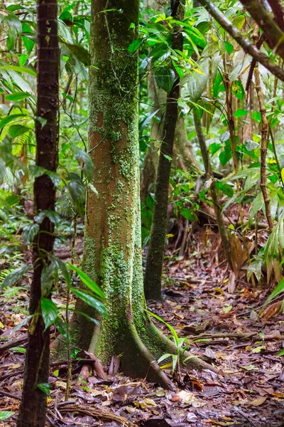 Nebliger Regenwald Costa Rica Mittelamerika — Stockfoto