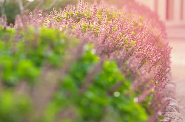 Mincovna Květiny Zahradě — Stock fotografie