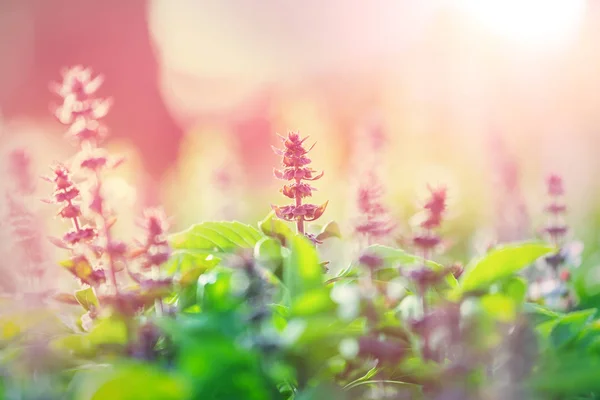 Mint Flowers Garden — Stock Photo, Image