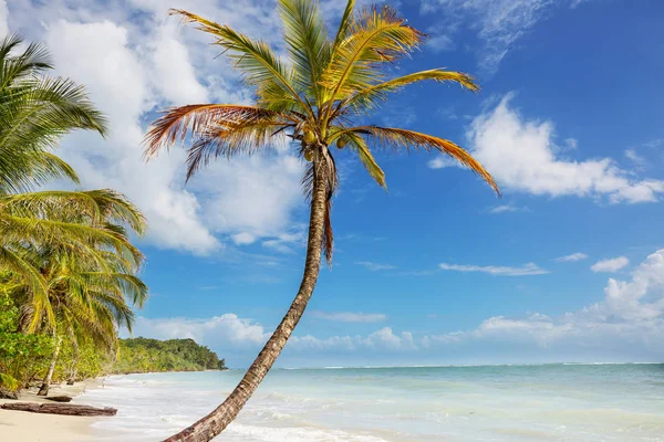 Sérénité Sur Plage Tropicale — Photo