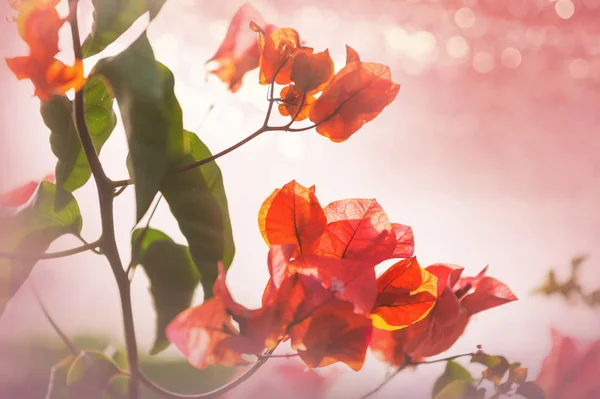 Exotiska Blommor Tropisk Trädgård — Stockfoto