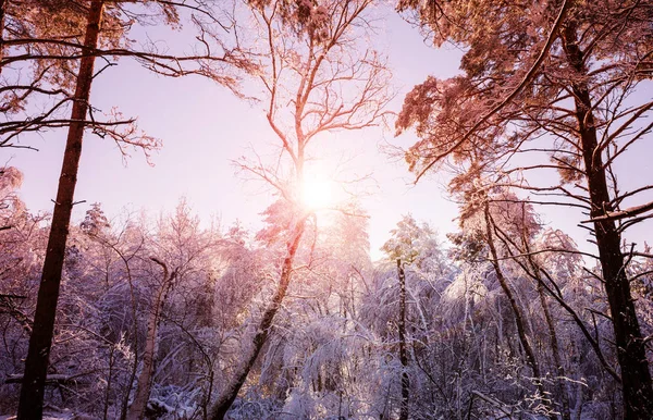 Foresta Innevata Panoramica Nella Stagione Invernale Buono Sfondo Natale — Foto Stock