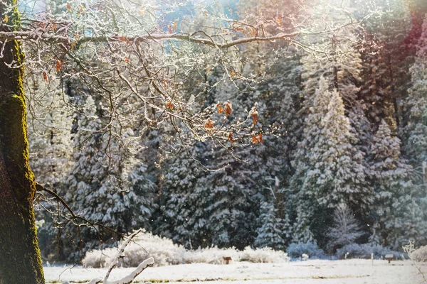 Forêt Couverte Neige Hiver Bon Pour Fond Noël — Photo