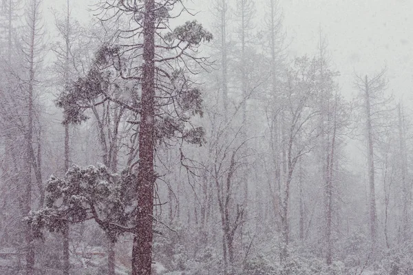 Schnee Bedeckte Bäume Winterwald — Stockfoto