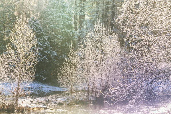 Lumen Peittämät Puut Talvimetsässä — kuvapankkivalokuva