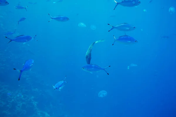 Peces Bajo Agua Naturaleza Vista Panorámica — Foto de Stock