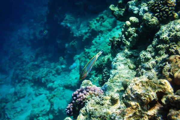 Риба Під Водою Природа Мальовничий Вид — стокове фото