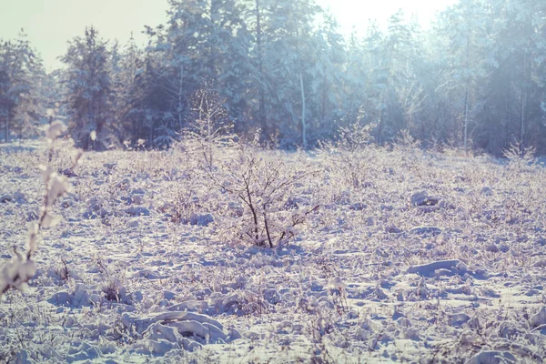 Prairie Congelée Fin Automne Fermer Fond Hiver — Photo