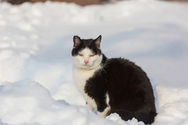 冬の雪の中で猫を出す — ストック写真