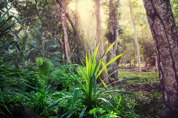 Bela Selva Tropical Verde — Fotografia de Stock