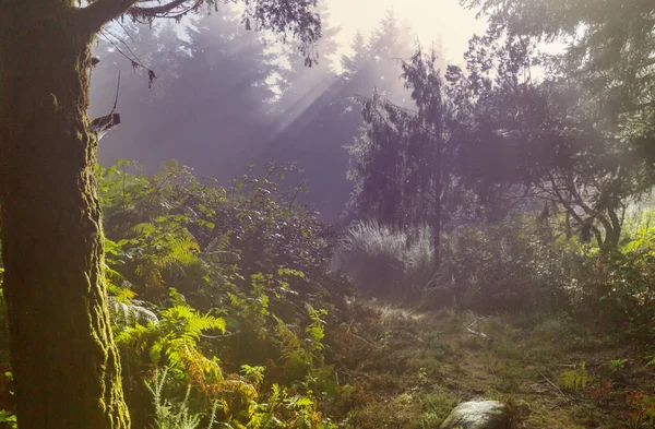 晴朗的阳光照射在青翠的森林里 — 图库照片