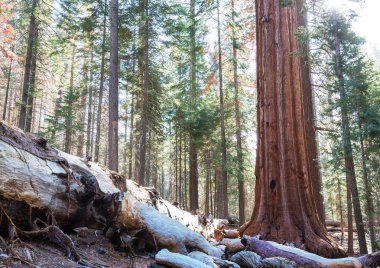 Yaz mevsiminde Sequoias Ormanı