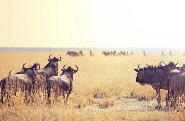 Antelope Gnu Namibian Bush — Stock Photo, Image