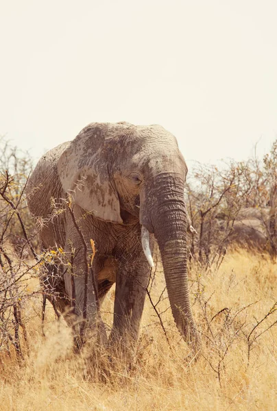 热带草原上的大象近在咫尺 — 图库照片