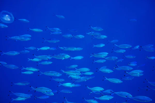 Peixe Debaixo Água Fechar — Fotografia de Stock