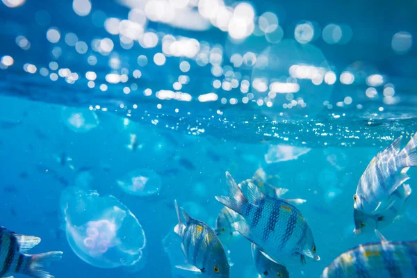 Peces Bajo Agua Cerca —  Fotos de Stock